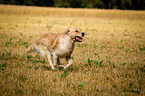 running Golden Retriever