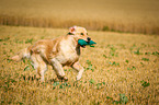 running Golden Retriever