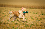 running Golden Retriever
