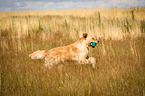 running Golden Retriever
