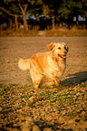 running Golden Retriever
