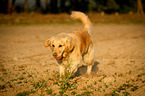 running Golden Retriever