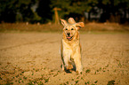 running Golden Retriever