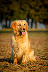 sitting Golden Retriever