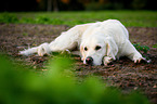 lying Golden Retriever