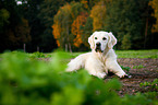 lying Golden Retriever