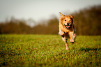 running Golden Retriever