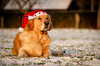 lying Golden Retriever