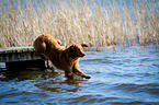 Golden Retriever jumps into the water