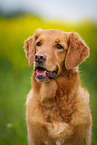 Golden Retriever Portrait