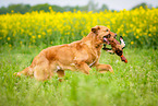 running Golden Retriever