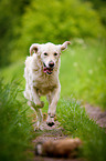 running Golden Retriever