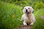 lying Golden Retriever