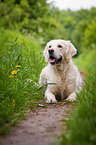 lying Golden Retriever