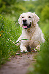 lying Golden Retriever