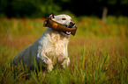 retrieving Golden Retriever