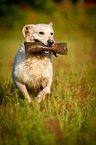 retrieving Golden Retriever