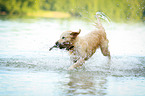 retrieving Golden Retriever