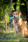 sitting Golden Retriever