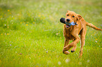 retrieving Golden Retriever