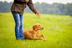 Golden Retriever at training