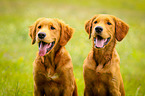 Golden Retriever double portrait