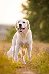 standing Golden Retriever