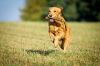 retrieving Golden Retriever