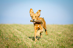 retrieving Golden Retriever