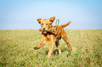 retrieving Golden Retriever