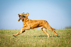 retrieving Golden Retriever