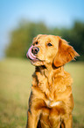 Golden Retriever Portrait