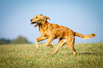 retrieving Golden Retriever