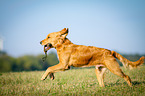 retrieving Golden Retriever