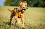 retrieving Golden Retriever