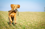 retrieving Golden Retriever