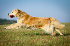 retrieving Golden Retriever