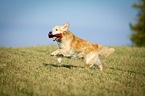 retrieving Golden Retriever