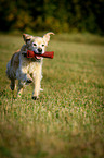 retrieving Golden Retriever