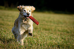 retrieving Golden Retriever