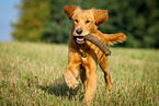 retrieving Golden Retriever