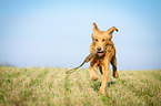 retrieving Golden Retriever