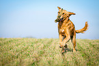 retrieving Golden Retriever