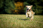 retrieving Golden Retriever