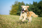 retrieving Golden Retriever