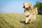 retrieving Golden Retriever