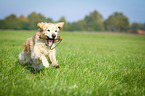 retrieving Golden Retriever