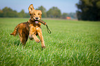 retrieving Golden Retriever