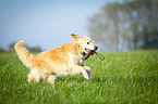 retrieving Golden Retriever