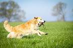 retrieving Golden Retriever